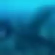 Viral Video Penampakan Ikan Kerapu Raksasa yang Ukurannya Melebihi Tubuh Manusia