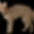 Kenalin Kucing Paling Badass Sedunia: Namanya Savannah, Harganya Mahal, dan Doi Nggak Takut Air atau Anjing