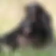 Gegara Lihat Video Reproduksi Simpanse , Nafsu Remaja Laki-laki Ini Meningkat Hingga Ibunya Sendiri Disikat