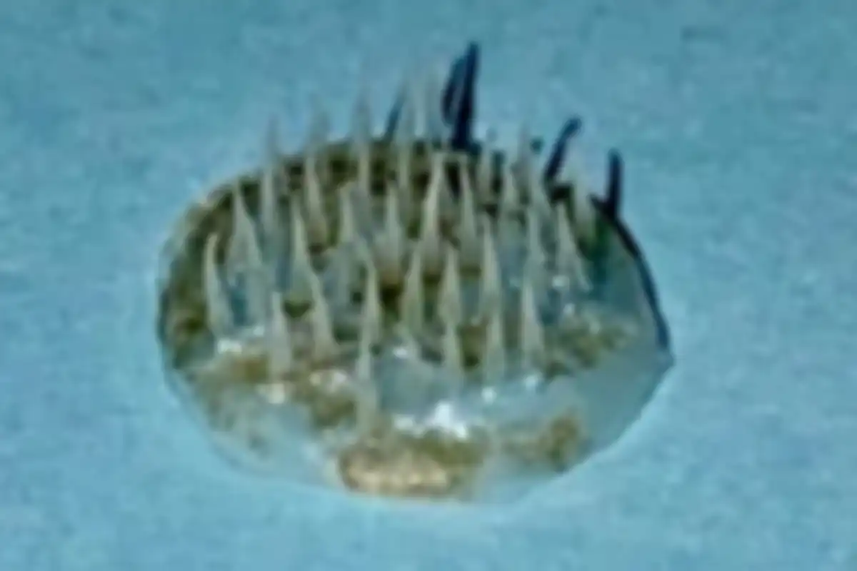 Sediaan microneddle patch.