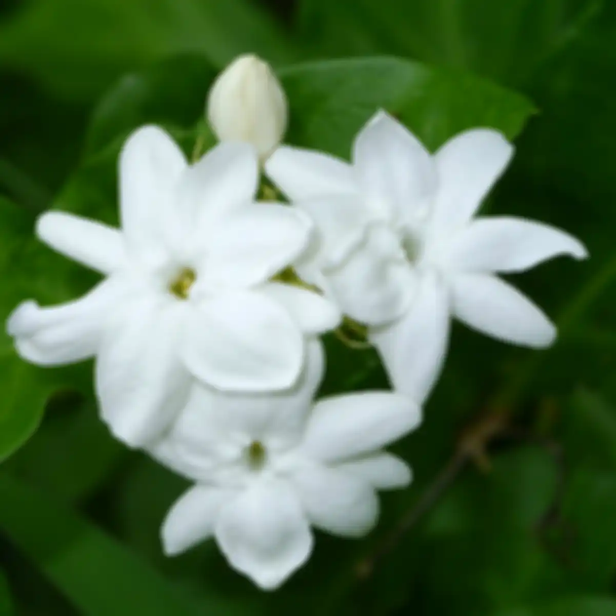 Bunga melati.
