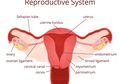 Hati-hati, Moms Juga Bisa Menopause Dini! Nomer 2 Biasa Dilakukan