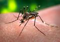 Hah! Vaksin Demam Berdarah Dengue Belum Terdaftar di Indonesia