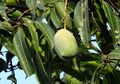 Daun Mangga Punya Banyak Manfaat, Salah Satunya Hilangkan Kecemasan