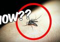 Begini Cara Efektif Mengusir Nyamuk Menurut Riset, Gak Perlu Obat Nyamuk Moms!