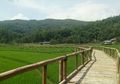 Sedang Jadi Tren, Ini Pesona Wisata Sawah Sukorame di Yogyakarta