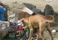 Dulu Diselamatkan Seekor Anjing dari Sampah, Kini Bayi ini Tumbuh Lucu