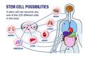 Stem Cell Tali Pusat Bayi Untuk Kesehatan dan Kecantikan, Benarkah?