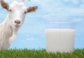 Susu Kambing Sumber Nutrisi Terlupakan dengan Sejuta Khasiatnya, Untuk Bayi Banyak yang Memberikan, Tapi ....