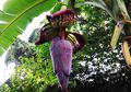 5 Manfaat Kesehatan Jantung Pisang, Mengurangi Pendarahan Menstruasi hingga Mengontrol Gula Darah