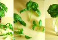 Dijuluki Ratu Herbal, Ini Deretan Manfaat Daun Kemangi Yang Mencengangkan!