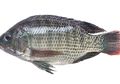 Bukan Cuma jadi Lauk Favorit Keluarga, Ini 7 Khasiat Konsumsi Ikan Nila jadi Obat Alami