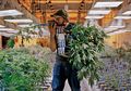 Menelusuri Peta DNA Ganja di Dunia