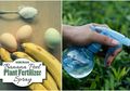 Singkirkan Pupuk Kimia, Begini Cara Membuat Pupuk Cair Organik dari Kulit Pisang