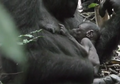 Pemandangan Langka, Bayi Gorila di Hutan, dan Dalam Pelukan Ibunya