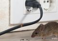 Mudah! Begini 5 Cara Ampuh Mencegah Tikus Berkeliaran di Rumah