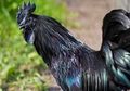 Gak Cuma Erat dengan Hal Magis, Ayam Cemani Simpan Khasiat Luar Biasa untuk Kesehatan