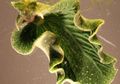Elysia chlorotica Si Siput Laut, Molusca "Bertenaga Surya"