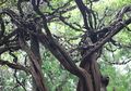 Nyata, Di Lamongan ada Pohon Unik Mirip Pohon dalam Hutan Terlarang di Film Harry Potter