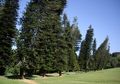 Unik, Pohon Pinus Ini Selalu Tumbuh Miring ke Arah Khatulistiwa