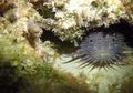 Nyanyian Cinta Toadfish, Si Buruk Rupa Penghuni Lautan Dangkal