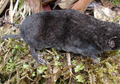 Spesies Tikus Baru Ditemukan di Filipina, Asal-usulnya Masih Misterius