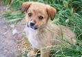 Bakar Hidup-hidup 14 Anak Anjing, Laki-laki Bangladesh Ini Akhirnya Menerima Ganjaran Setimpal