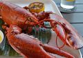 Lagi Ramai Masalah Benih Lobster, Nah Ini Cara Makan Lobster Buah Para Pemula Demi Dapatkan Banyak Daging!