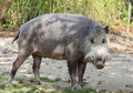 Babi Berjanggut Kalimantan, Penjelajah dan Pelindung Hutan Kalimantan