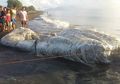 Hewan Laut Misterius Terdampar, Warga Filipina Anggap Pertanda Buruk