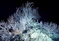 Video: Taman Rahasia Bawah Laut Berusia 1000 Tahun yang Penuh Karang