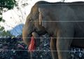 Warga Buang Sampah Sembarangan, Gajah Sri Lanka Sering Makan Plastik