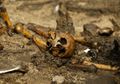 Ribuan Tulang Manusia di Denmark Ungkap Ritual Pertempuran Suku Barbar