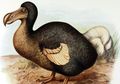 Kisah Tragis Burung Dodo, Burung yang Tidak Bisa Terbang dan Kini Telah Punah