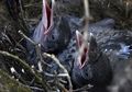 Mengapa Burung Tidak Memiliki Gigi? Ini Penjelasan Peneliti