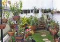 Lima Cara Mudah dan Murah Saat Berkebun dengan Menggunakan Pot