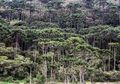 Hutan Araucaria, 'Fosil Hidup' yang Ditanam Manusia Kuno Amerika