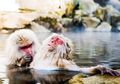 10 Foto Pemenang Comedy Wildlife Photo Award 2018, Salah Satu dari Indonesia, Lo