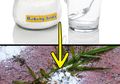 Tak Hanya untuk Bikin Kue, Baking Soda Bisa ‘Sembuhkan’ Tanaman yang Sakit dan Jadikan Kebun Lebih Sehat dan Indah