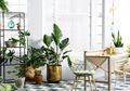 Apa Alasan Tanaman Dikaitkan dengan Filosofi Feng Shui? Ini Jawabnya!