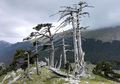 Pinus Heldreich, Pohon Tertua di Pedalaman Eropa Berusia 1230 Tahun
