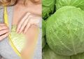 Pernah Coba Tempelkan Kubis ke Payudara Sekitar 20 Menit? Ini Manfaat yang Akan Anda Rasakan, Coba Saja!