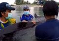 Terjadi Lagi, Hewan Laut Mati Akibat Mengonsumsi Sampah Plastik