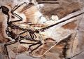 Ilmuwan Temukan Ketombe Pada Fosil Dinosaurus Berusia Jutaan Tahun