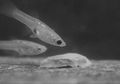 Saat Ikan Guppy Marah, Warna Matanya Berubah Menjadi Hitam Pekat
