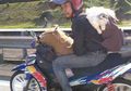 Terlanjur Sayang Pemuda Malaysia Ini Ajak Kucingnya Mudik Bareng Naik Motor