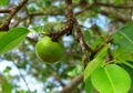 Manchineel, Pohon Paling Beracun yang Bisa Sebabkan Kematian