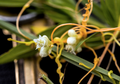 Cuscuta pentagona, Tanaman Rambat 'Vampir' Penghisap DNA Mangsanya