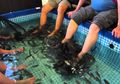 Masukan Kakinya ke Spa Ikan, Semua Ikannya Langsung Mati, Pria Ini Malah Tertawa Sambil Berikan Penjelasan Ini
