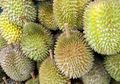 Supir Angkot Tewas dan Keluarkan Darah dari Hidung Usai Makan Durian, Ini Dampak Makan Durian Terlalu Banyak!